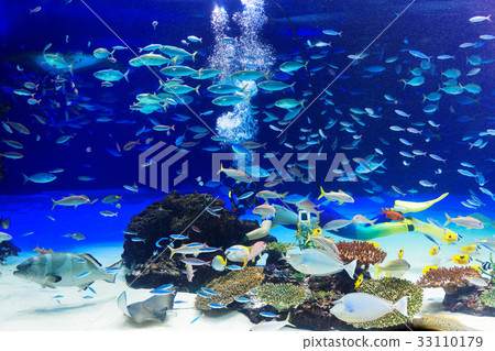 Ikebukuro Sunshine Aquarium Underwater Performance Ikebukuro Sunshine Aquarium Underwater Performance 33110179