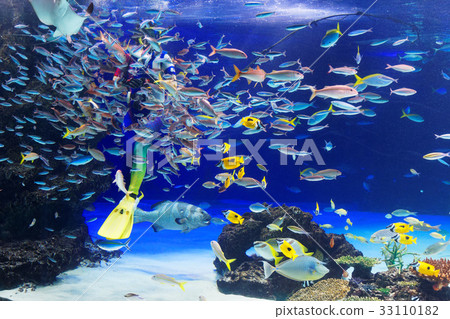 Ikebukuro Sunshine Aquarium Underwater Performance Ikebukuro Sunshine Aquarium Underwater Performance 33110182