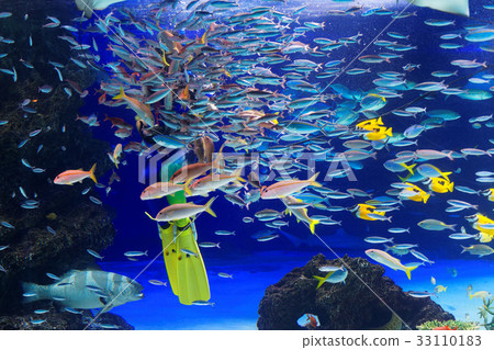 Ikebukuro Sunshine Aquarium Underwater Performance Ikebukuro Sunshine Aquarium Underwater Performance 33110183