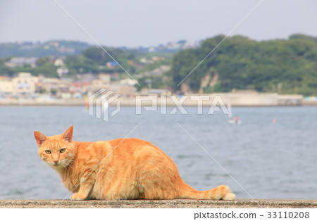 江之島貓和海 江之島貓和海 33110208