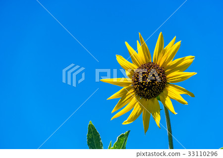 [Kanagawa Prefecture] Sunflower 33110296