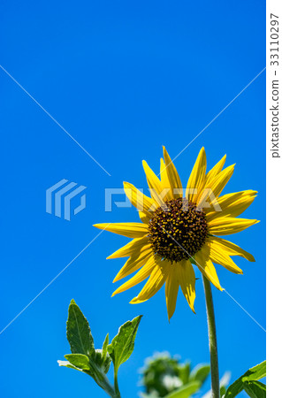[Kanagawa Prefecture] Sunflower 33110297