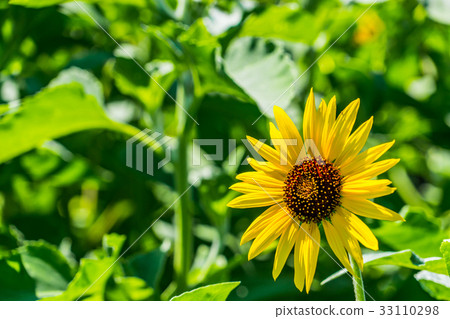 [Kanagawa Prefecture] Sunflower 33110298