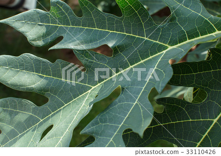 leaves leaves 33110426