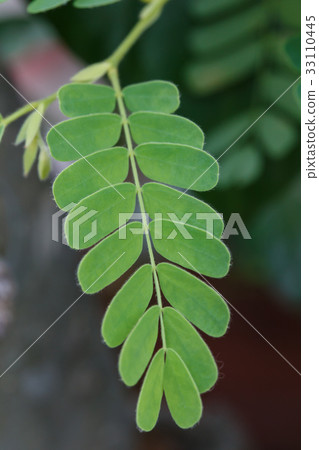 leaves leaves 33110445