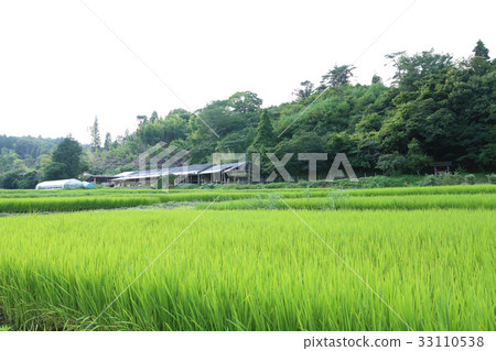 Summer in the countryside Ibaraki Prefecture Takatsuki City 33110538