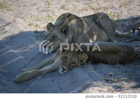 Africa, Botswana, World Heritage Okavango Wetland, Moremi Animal Reserve, Lion brothers who lie down 33112310