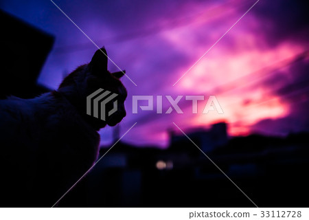 暮光之城4 33112728