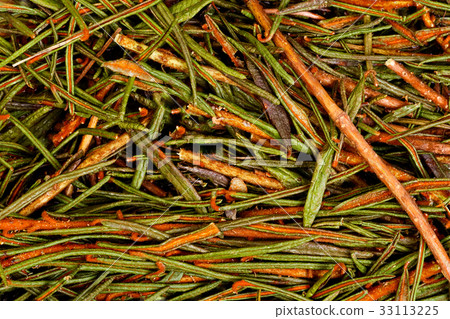 Marsh Northern Labrador Tea Ledum palustre . Marsh Northern Labrador Tea Ledum palustre . 33113225