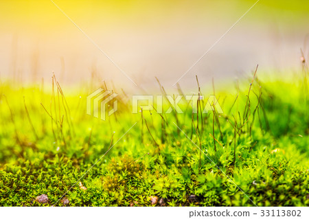 Close up green moss with beautiful light. Close up green moss with beautiful light. 33113802
