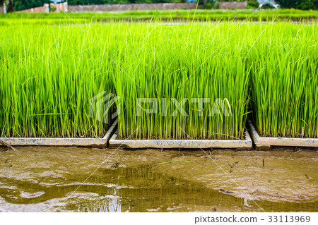 Close up new rice paddy field in north of Thailand 33113969