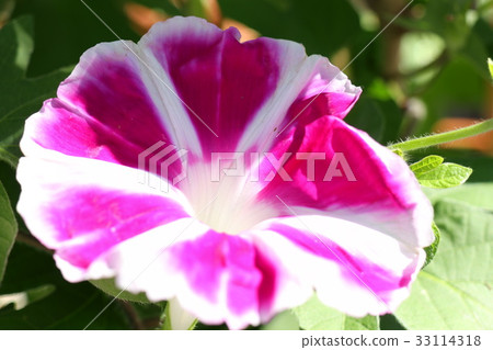 Flowerbed flower "Morning glory: Asagao" Osaka fu Hirakata-shi Flowerbed flower "Morning glory: Asagao" Osaka fu Hirakata-shi 33114318