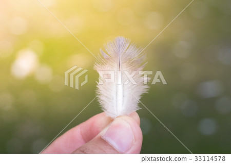 Smooth feathers in hand 33114578