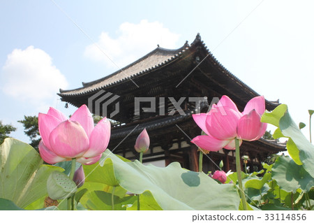 Kikouji main hall and lotus Kikouji main hall and lotus 33114856