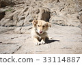 Dog 33114887