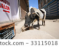 Indian cattle 33115018