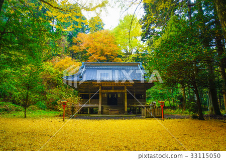 Shinto shrine autumn leaves ginkgo 33115050