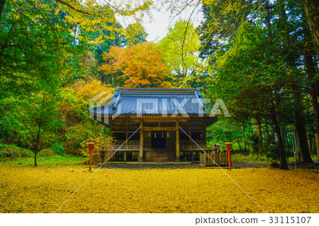 Shinto shrine autumn leaves ginkgo 33115107