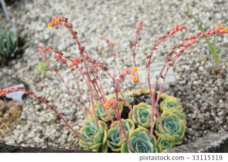 Succulent Echeveria Sekunda Seven Lucky Gods 33115319