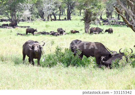 Herd of buffalo in the shade of a tree Herd of buffalo in the shade of a tree 33115342