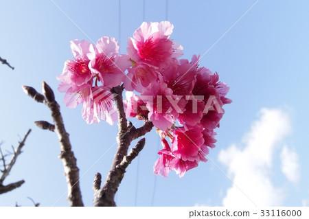櫻花 櫻花 33116000