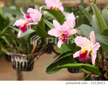 colourful soft large orchid flowers in large farm 33116415