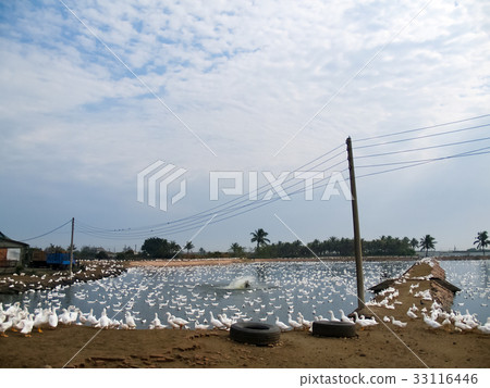 Duck farm Duck farm 33116446