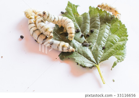 Silk Worm on Green Mulberry Leaf.Isolated on White Silk Worm on Green Mulberry Leaf.Isolated on White 33116656