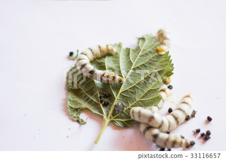 Silk Worm on Green Mulberry Leaf.Isolated on White Silk Worm on Green Mulberry Leaf.Isolated on White 33116657