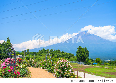 Fuji seen from Shiraito Natural Park 33116696