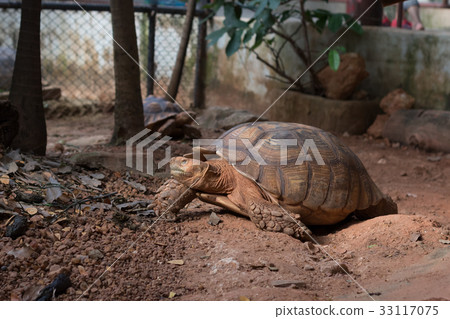 Sulcata tortoise is one of the largest tortoise 33117075
