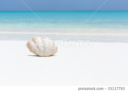 White seashell in pristine maldives beach White seashell in pristine maldives beach 33117783