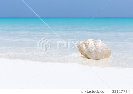 White seashell in pristine maldives beach White seashell in pristine maldives beach 33117784