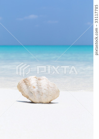 White seashell in pristine maldives beach White seashell in pristine maldives beach 33117785