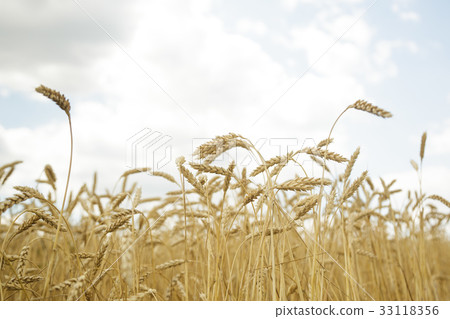 Agricultural background. Ripe golden spikelets of 33118356