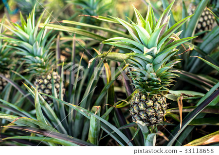 Pineapple farm, Time to harvesting 33118658