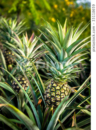 Pineapple farm, Time to harvesting Pineapple farm, Time to harvesting 33118659
