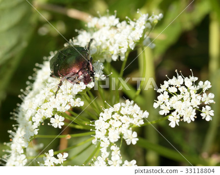Rose chafer Rose chafer 33118804