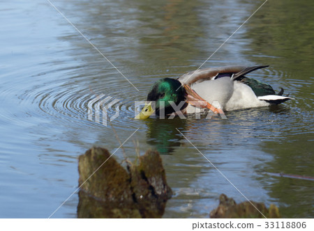 Male mallard duck prinking 33118806