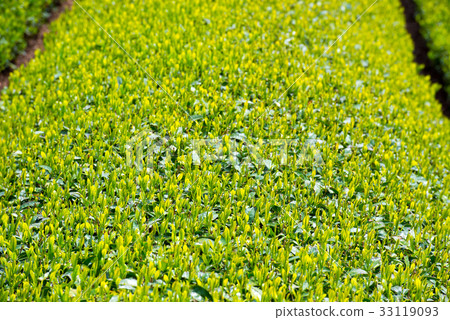 Tea plantation Tea plantation 33119093