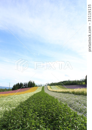 富良野(富田農場) 富良野(富田農場) 33119135