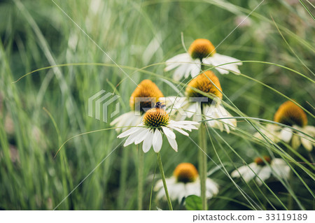 Bee sits on daisy flower around a grass, natural 33119189