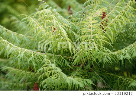 Background with green twigs and leaves Background with green twigs and leaves 33119215