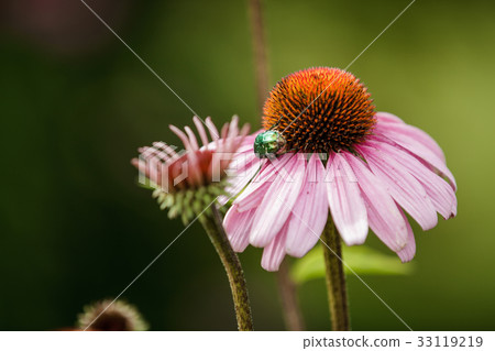 Beetle is sitting on a daisy flower Beetle is sitting on a daisy flower 33119219