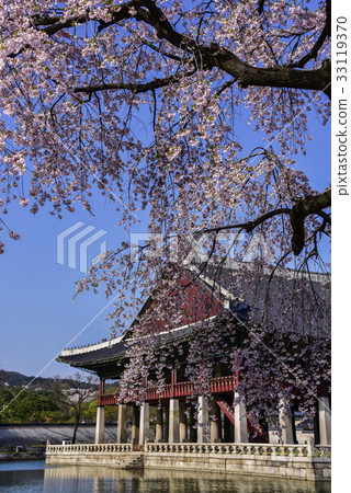 Cherry blossoms, Gyeonghoeru (National Treasure No.224), Gyeongbokgung Palace (Historic Site No. 117), Jongno-gu, Seoul, Korea 33119370