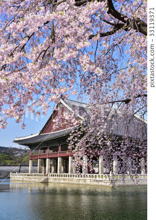 Cherry blossoms, Gyeonghoeru (National Treasure No.224), Gyeongbokgung Palace (Historic Site No. 117), Jongno-gu, Seoul, Korea 33119371