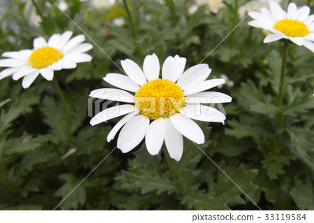 Kanshirogiku 33119584