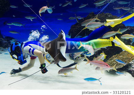 池袋陽光水族館水下表演 池袋陽光水族館水下表演 33120121