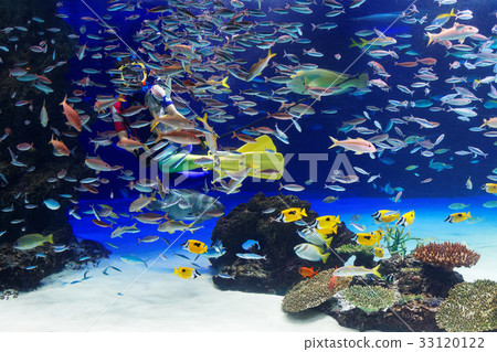 池袋陽光水族館水下表演 池袋陽光水族館水下表演 33120122