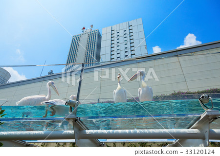 陽光水族館鵜鶘 陽光水族館鵜鶘 33120124